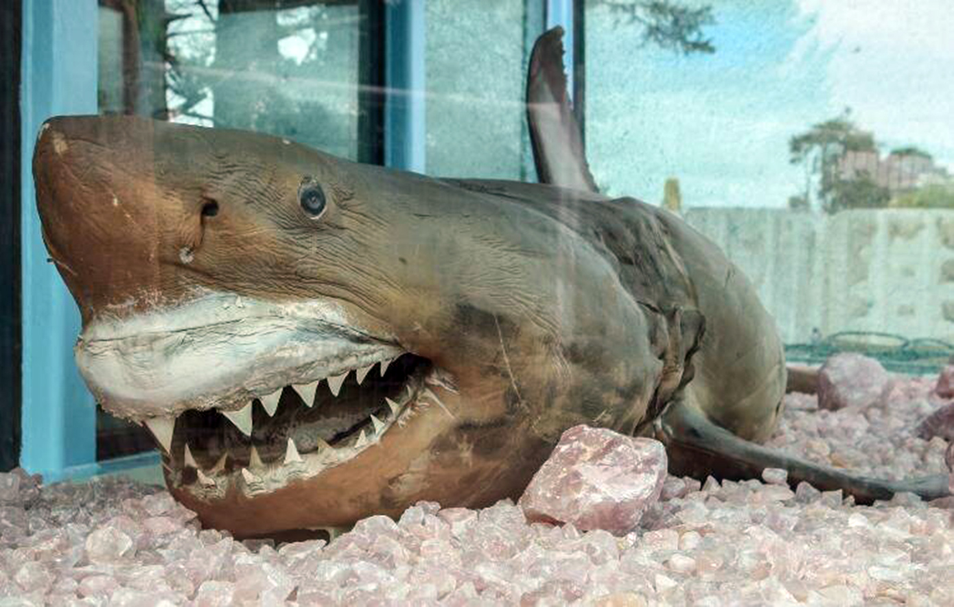 Η δύσκολη ζωή της Ρόζι: Ο λευκός καρχαρίας που θανατώθηκε μέσα σε δίχτυα, εγκαταλείφθηκε σε θεματικό πάρκο και «ξαναζωντάνεψε» το 2019