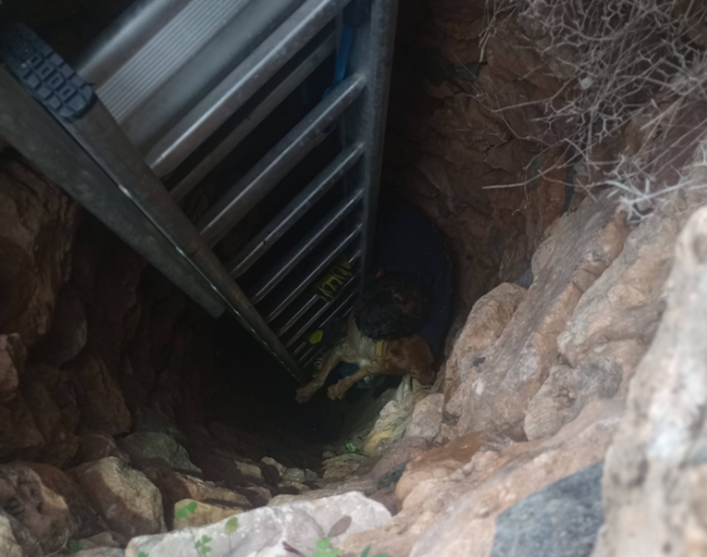 Σύρος: Σκύλος σώθηκε μέσα από πηγάδι 15 μέτρων – Τον έψαχναν για 10 ημέρες