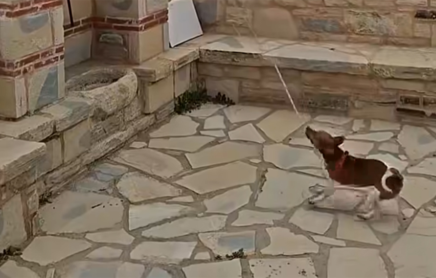 Ο πιο πιστός «νεωκόρος» είναι τετράποδος και χτυπάει την καμπάνα &#8211; Δείτε το βίντεο