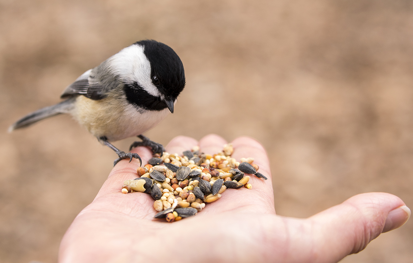 Πινακίδα απειλεί όποιον ταΐζει τα πουλιά με πέντε χρόνια φυλάκιση &#8211; «Εξωφρενικό»