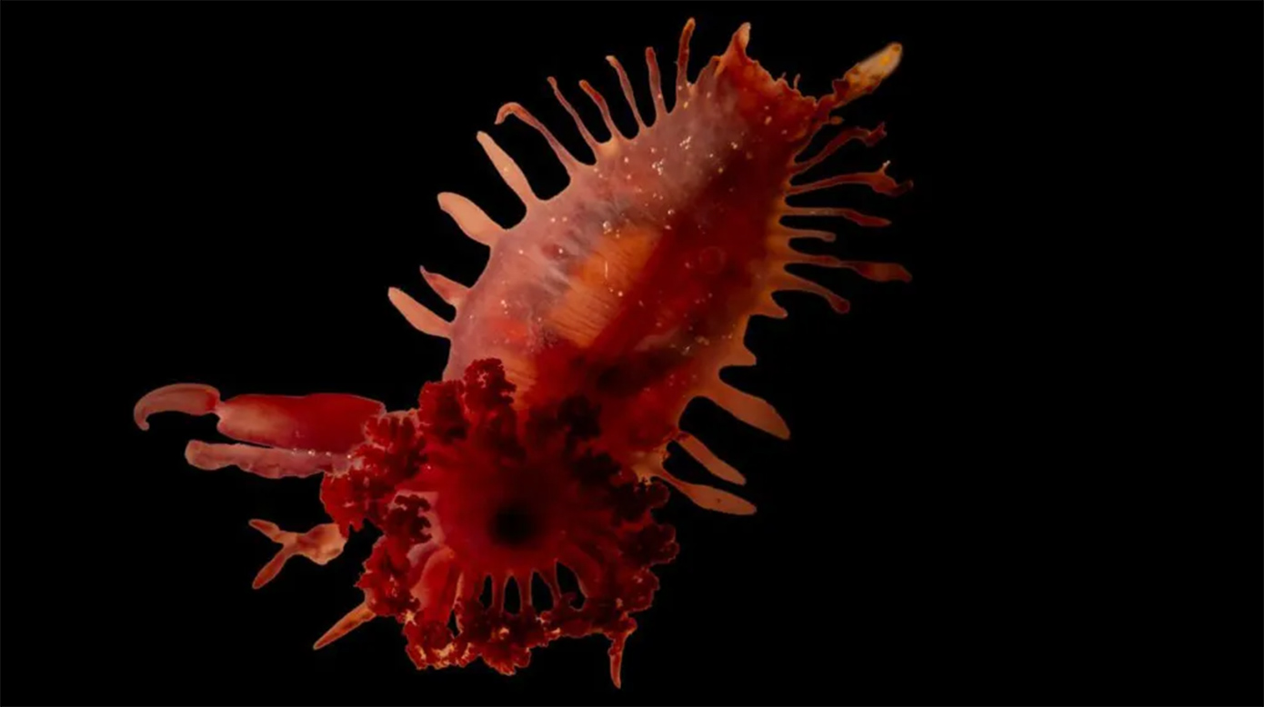 Θαλάσσια πλάσματα