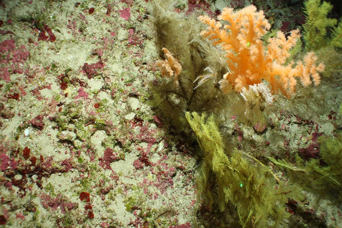 Θαλάσσια πλάσματα