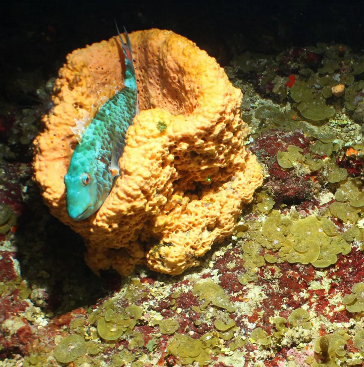 Θαλάσσια πλάσματα