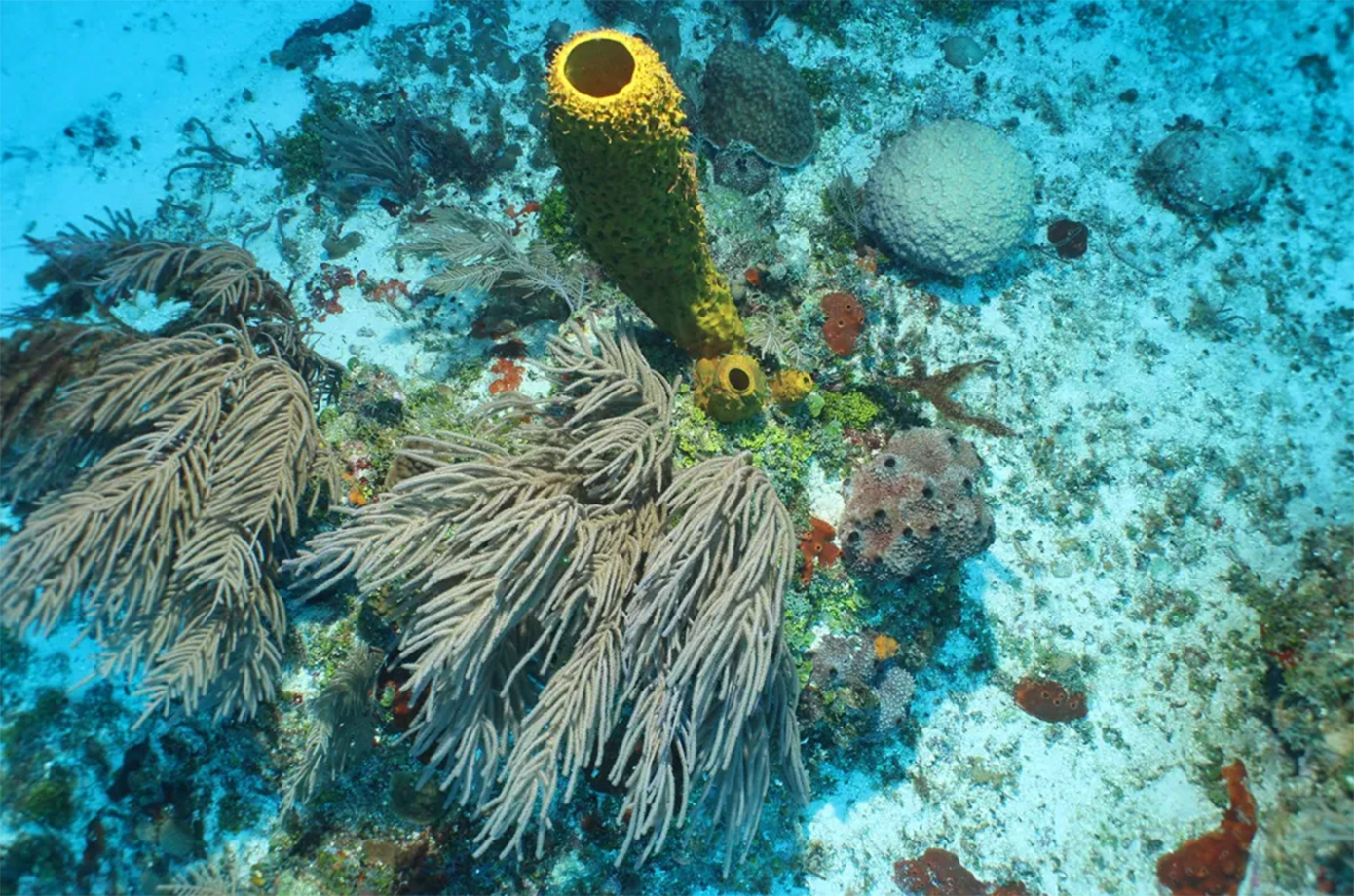 Θαλάσσια πλάσματα