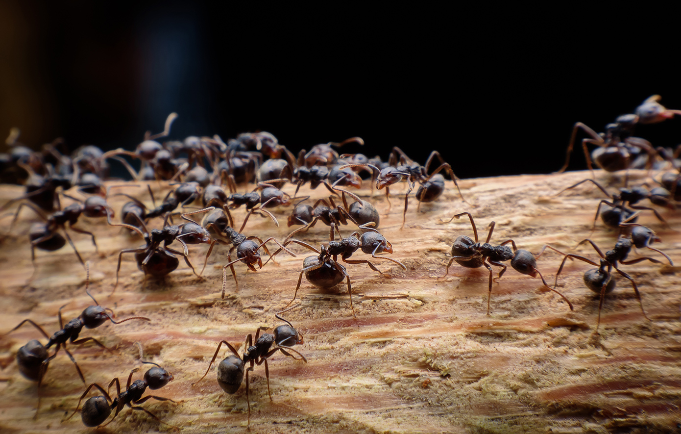 Συνελήφθη άνδρας στην Κένυα που προσπάθησε να εξαγάγει λαθραία 2.000 ζωντανά μυρμήγκια