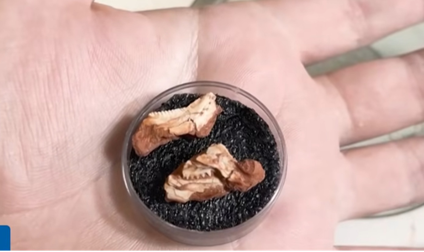 Το μικρότερο απολίθωμα ρινχοσαύρου στον κόσμο, μήκους 2,5 εκ., ανακαλύφθηκε στη Βραζιλία