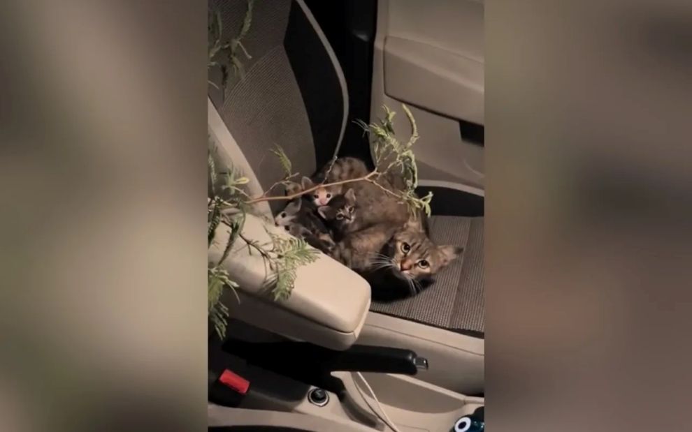 Η απρόσμενη σκηνή που λιώνει το διαδίκτυο: Μαμά γατούλα με τα μωρά της γίνονται ξανά viral