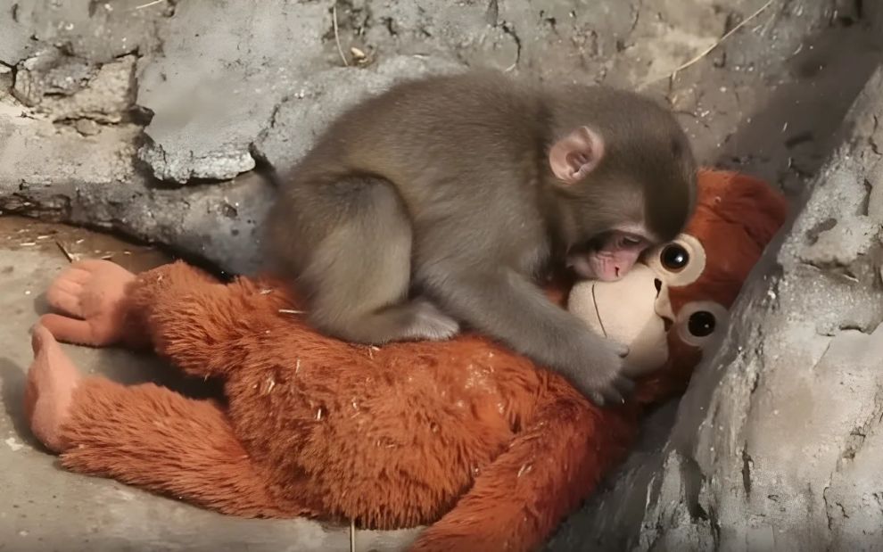 Γιατί η ιστορία του μωρού-πιθήκου «Punch» άγγιξε τόσο πολύ τους γονείς