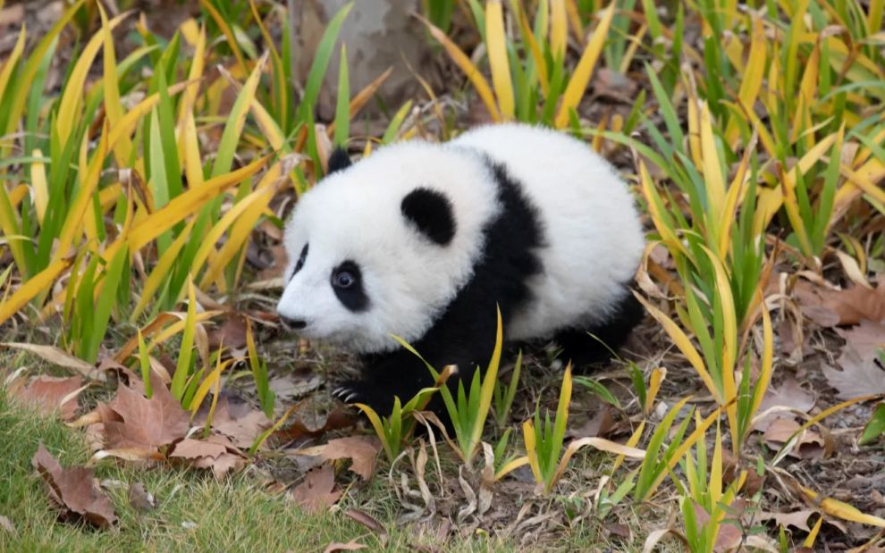 Το πιο ξεκαρδιστικό φτάρνισμα ανήκει δικαιωματικά σε ένα μωρό… panda