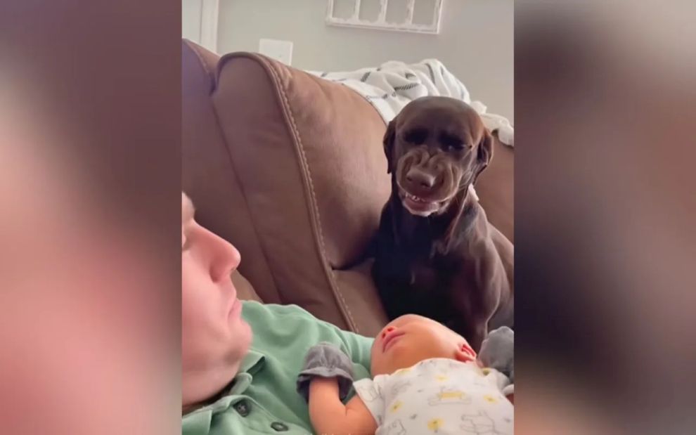 Σκύλοι βλέπουν για πρώτη φορά το νεογέννητο της οικογένειας: Οι πιο σπαρταριστές αντιδράσεις