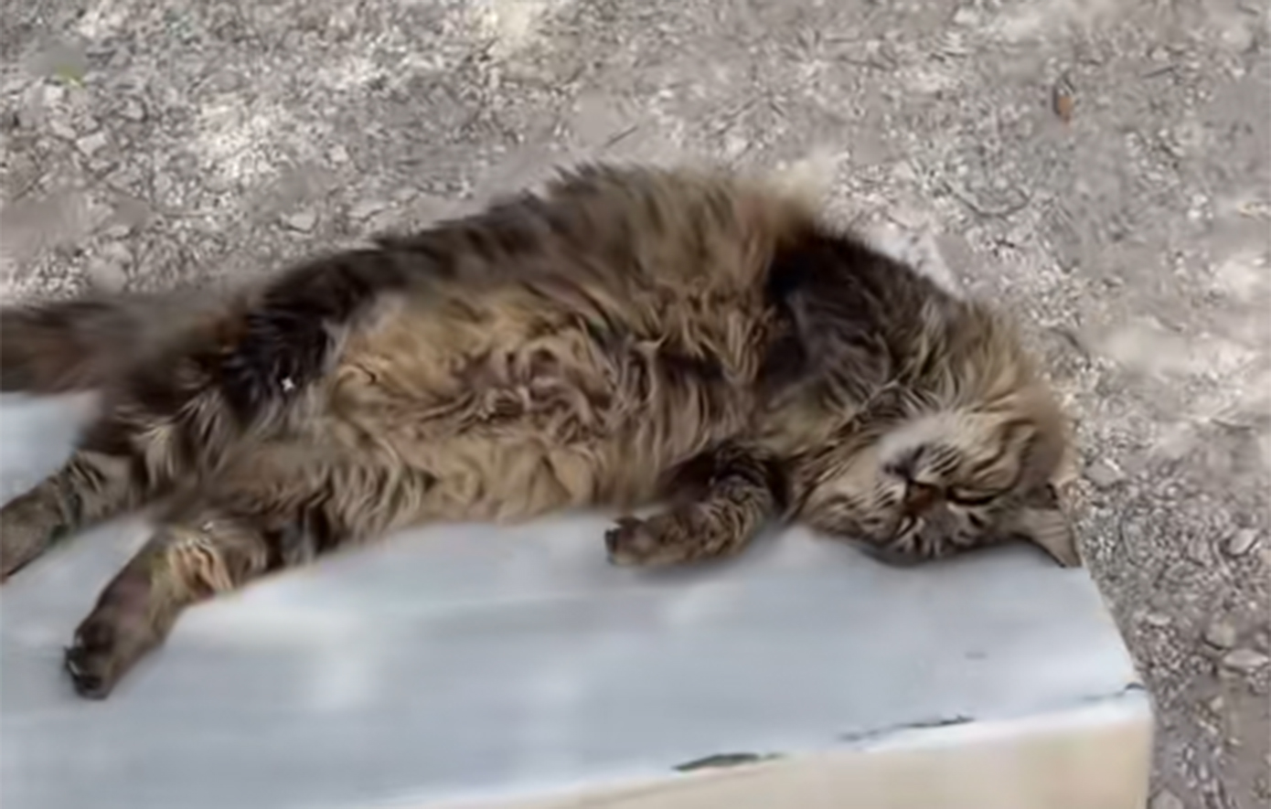 Πέθανε η διάσημη γάτα της Ακρόπολης &#8211; Η Λουκία που ήταν το σύμβολο του Αρχαίου Θεάτρου