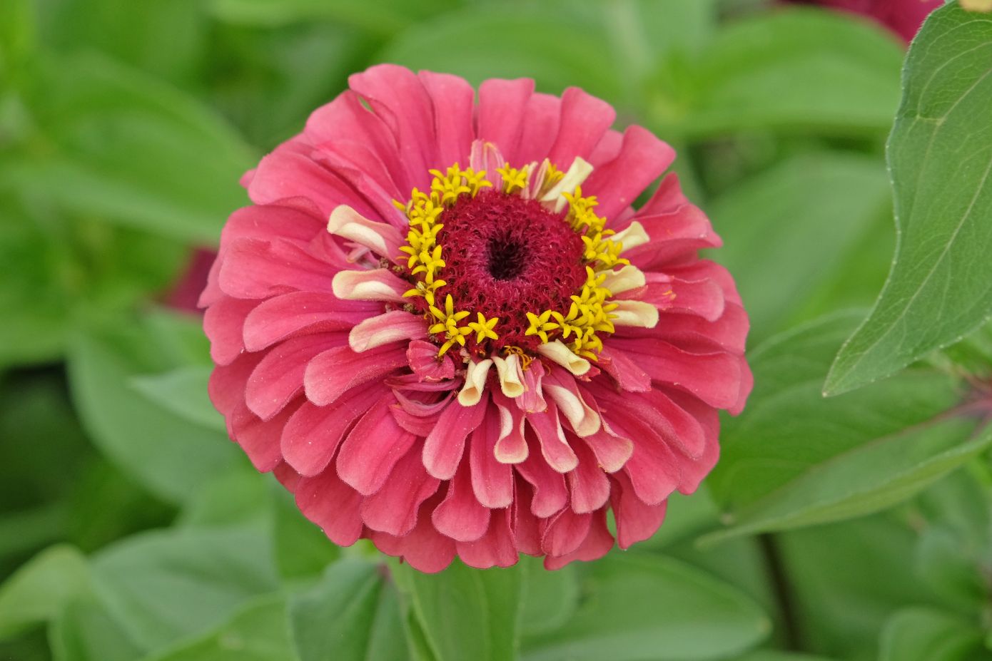 5 φυτά που αξίζει να φυτέψετε τον Μάρτιο για να γεμίσει σύντομα το μπαλκόνι σας λουλούδια