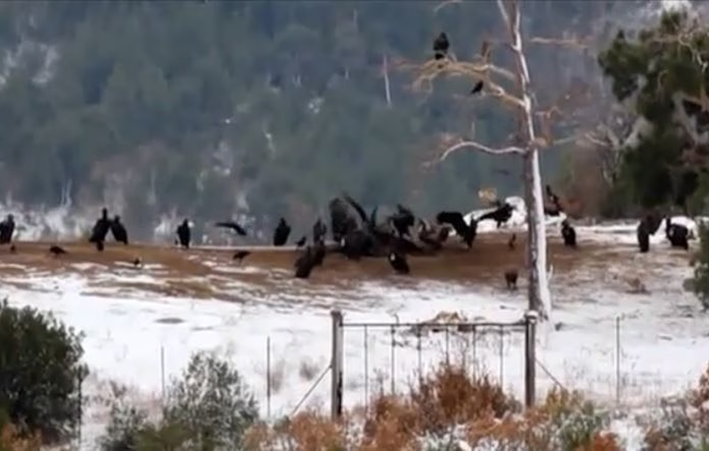 Συναγερμός στο δάσος της Δαδιάς &#8211; Άγνωστοι έριξαν δηλητηριασμένα δολώματα – Νεκροί μαυρόγυπες, κίνδυνος και για άλλα προστατευόμενα είδη
