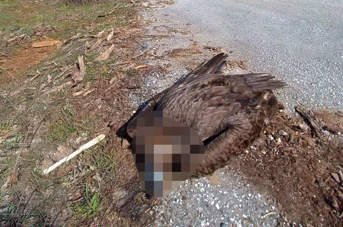 Να βρεθούν και να τιμωρηθούν οι δράστες της μαζικής δηλητηρίασης άγριας ζωής στη Δαδιά, ζητούν περιβαλλοντικές οργανώσεις