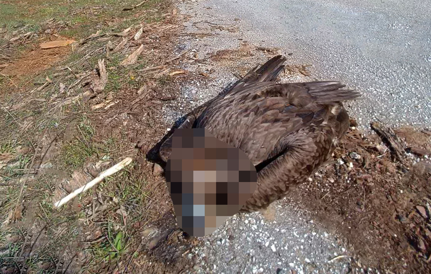 Να βρεθούν και να τιμωρηθούν οι δράστες της μαζικής δηλητηρίασης άγριας ζωής στη Δαδιά, ζητούν περιβαλλοντικές οργανώσεις