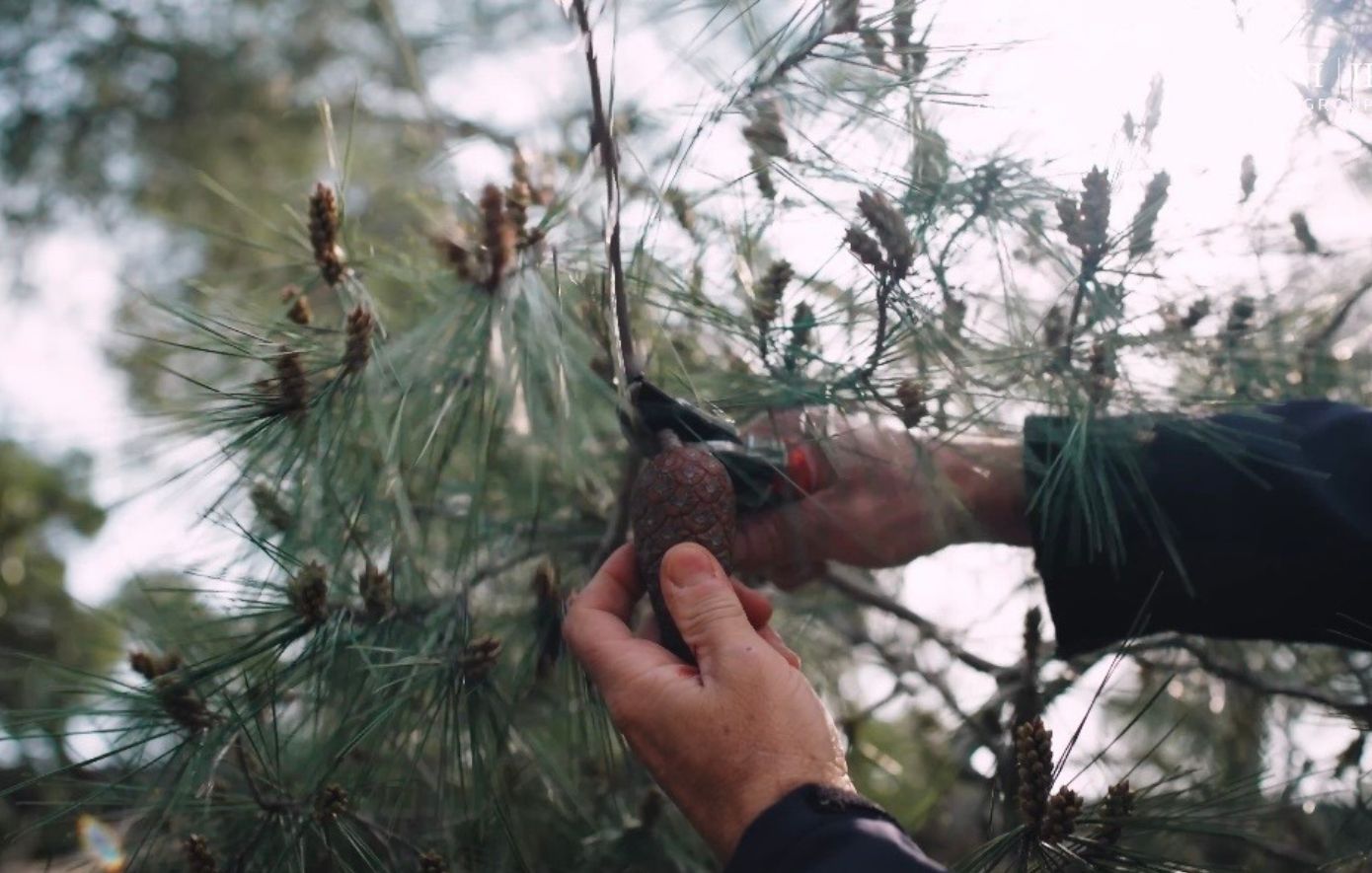 Σε εφαρμογή το πρόγραμμα φύτευσης 6.000 δέντρων για την ενίσχυση του παράκτιου πευκοδάσους της Σάνης στη Χαλκιδική