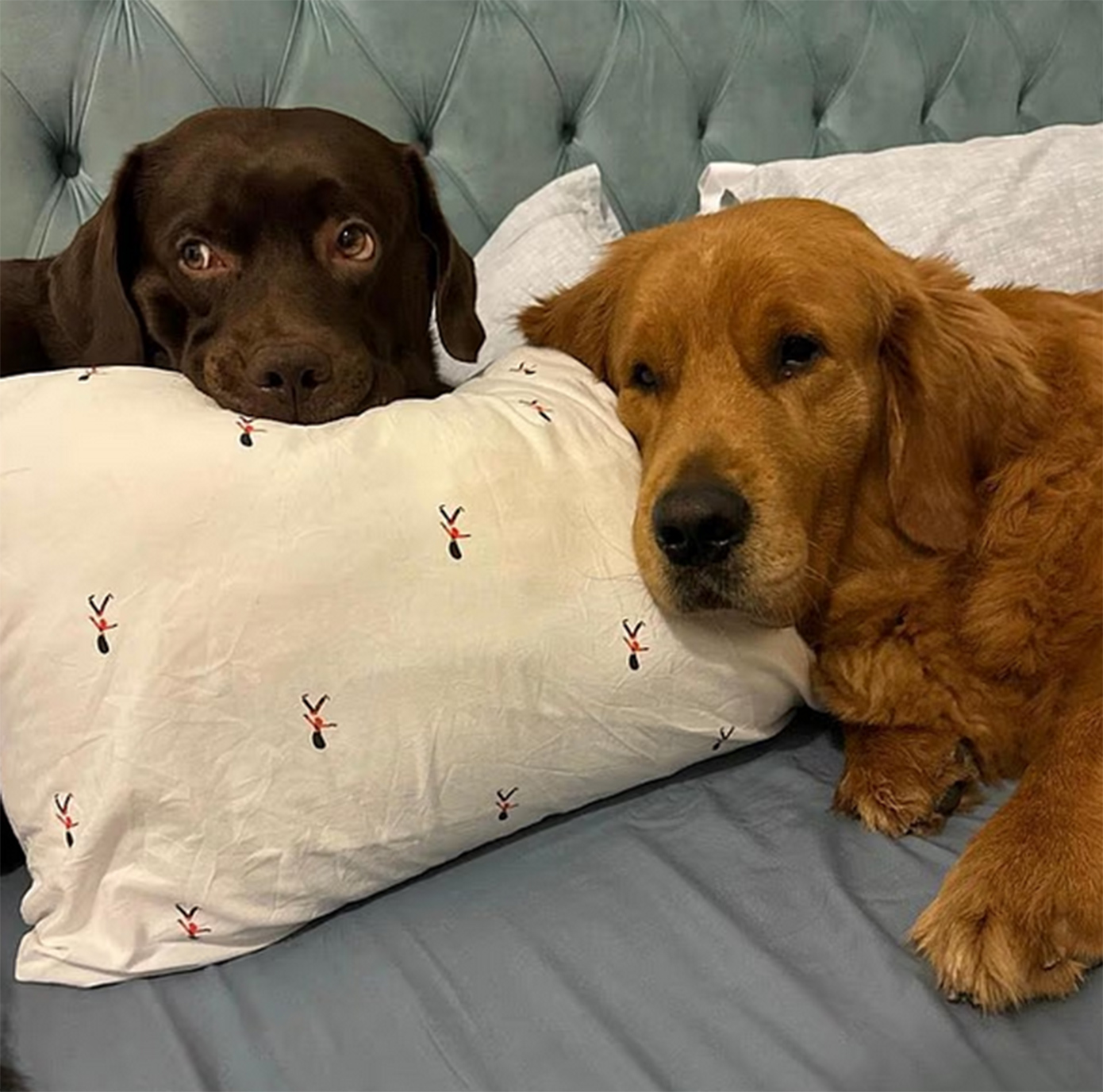 Η άγνωστη πλευρά του πολέμου – Παρατούν ή κάνουν ευθανασία στα κατοικίδιά τους στο Ντουμπάι γιατί δεν μπορούν να τα πάρουν μαζί τους