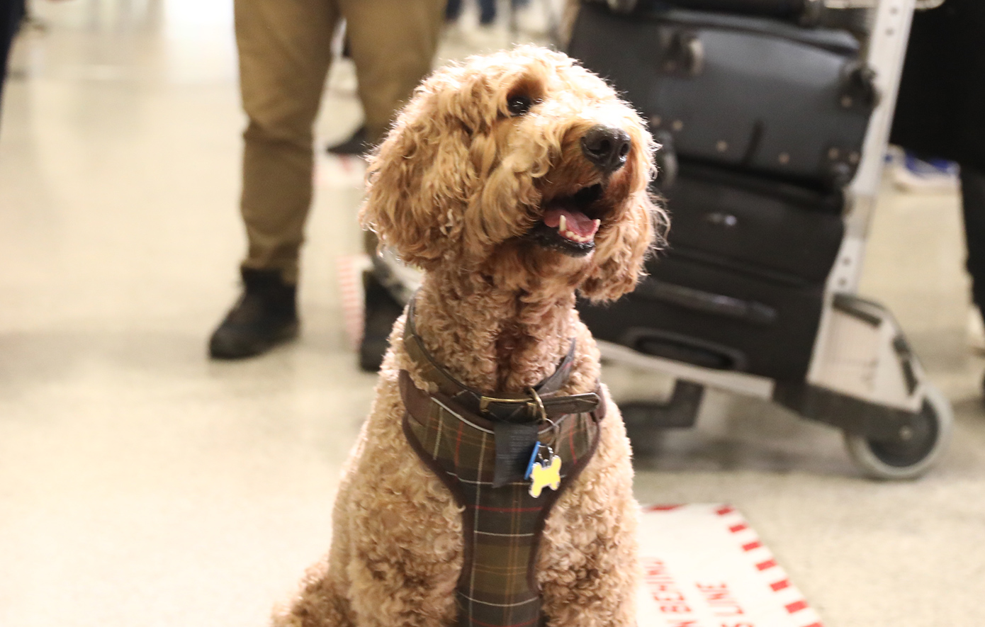 «Τα ζώα μας δεν είναι αποσκευές»: Έφτασε η πρώτη πτήση επαναπατρισμού ζώων συντροφιάς