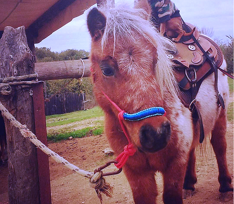 Δώρο για βαφτισιμιό & βαφτισιμιά, ιππασία