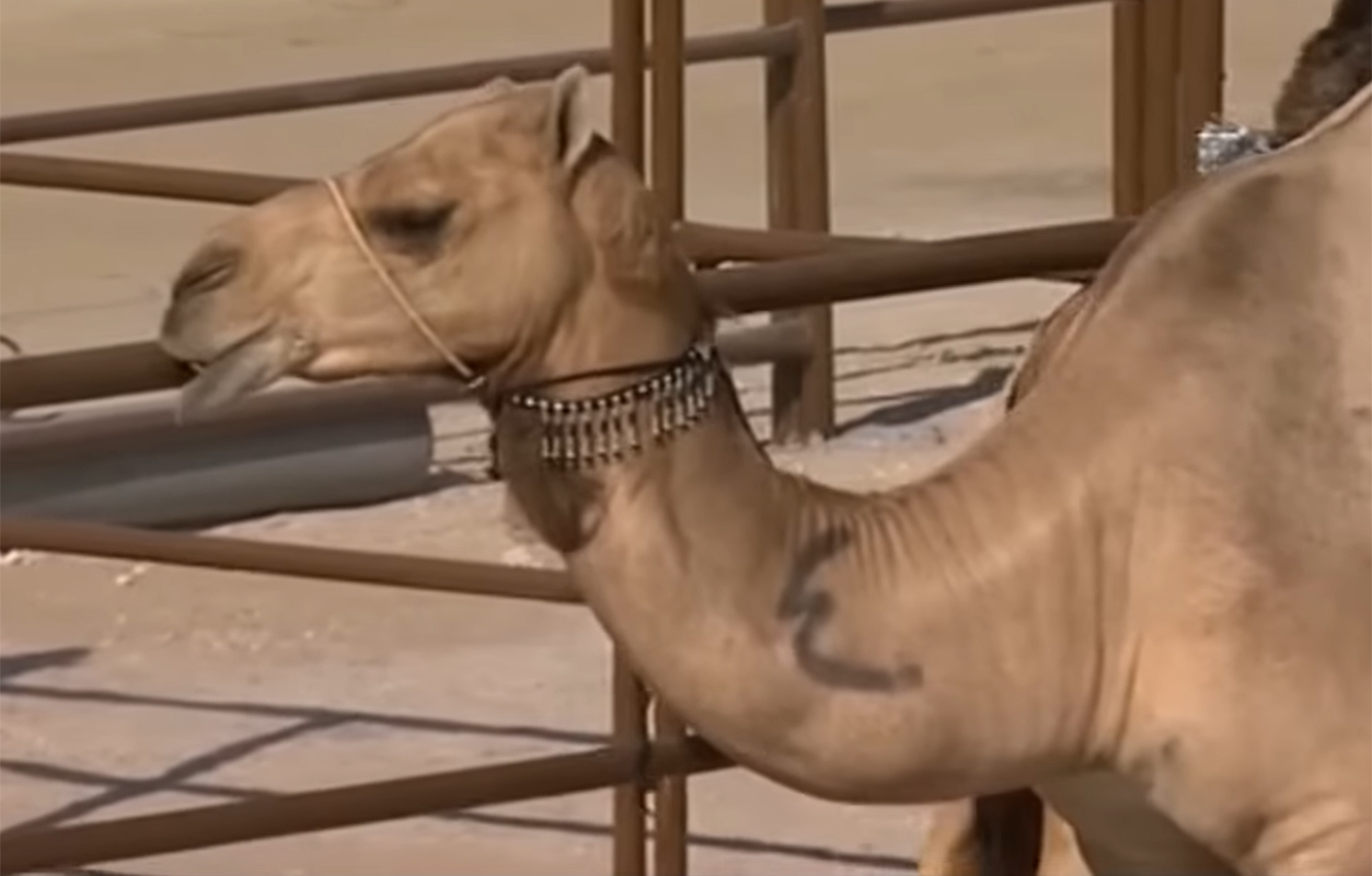 «Καμήλες Καρντάσιαν»: Δεκάδες αποκλεισμοί από καλλιστεία ζώων στο Ομάν λόγω Botox και fillers