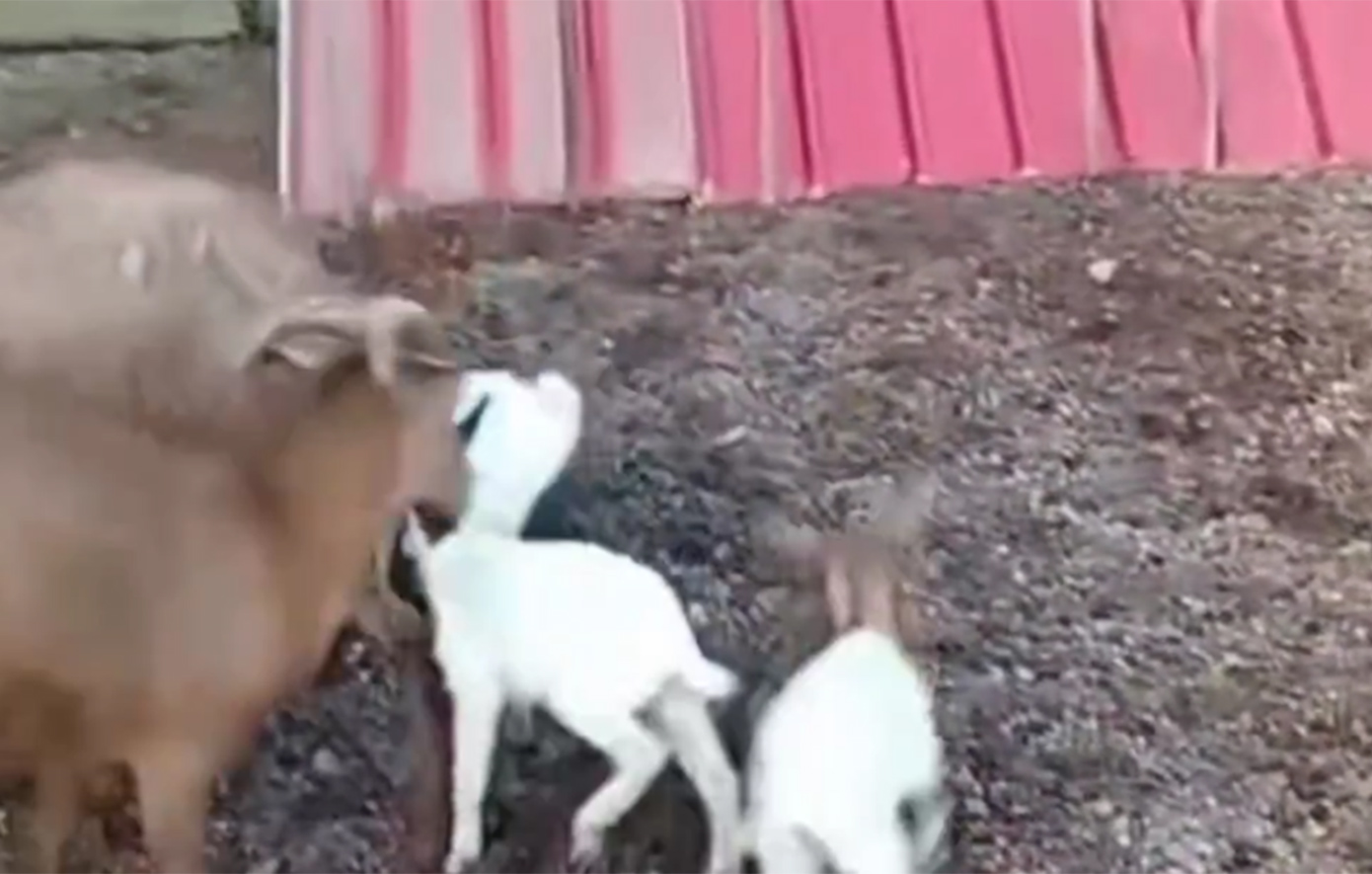 Όταν η ταράτσα γίνεται στάνη με κατσίκες και κοτέτσι: Εξέτρεφαν παράνομα πουλερικά και ερίφια στους Αμπελοκήπους