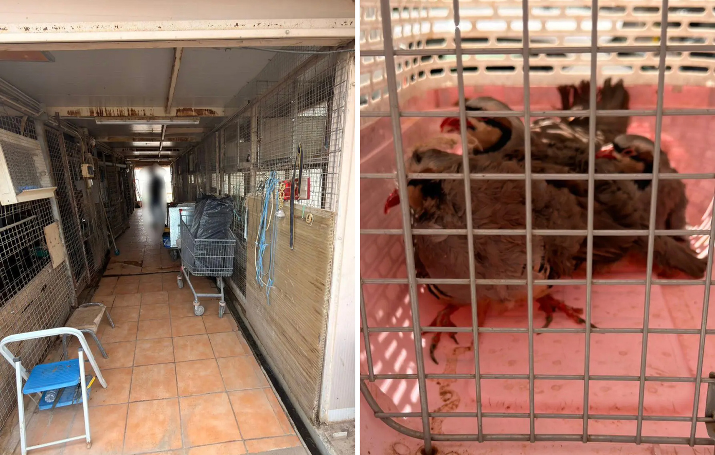 Εξέτρεφαν πουλερικά και ερίφια σε ταράτσα στους Αμπελοκήπους &#8211; Σχηματίστηκε δικογραφία για παράνομη εκτροφή ζώων