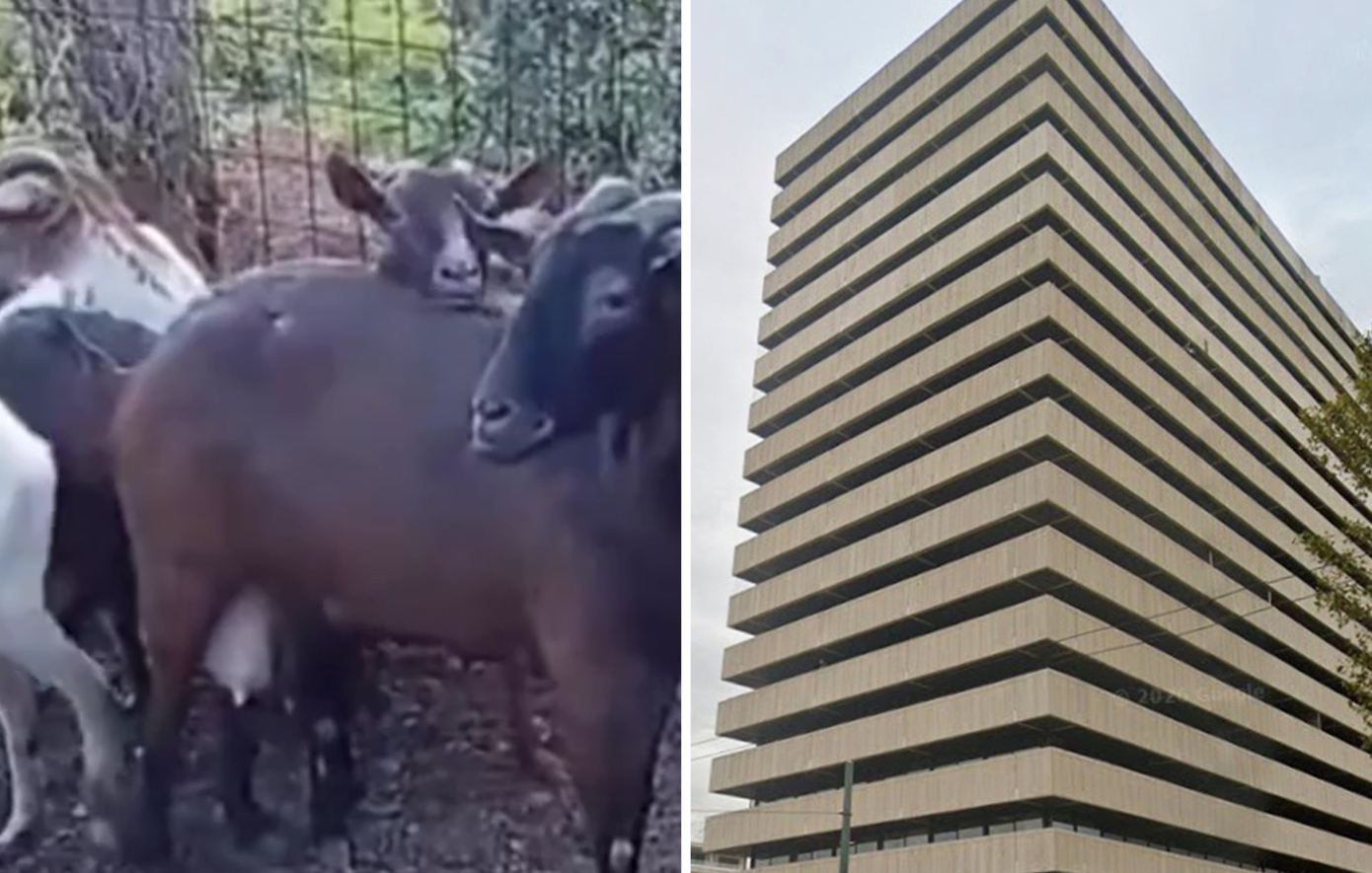 Όταν η ταράτσα γίνεται στάνη με κατσίκες και κοτέτσι: Εξέτρεφαν παράνομα πουλερικά και ερίφια στους Αμπελοκήπους