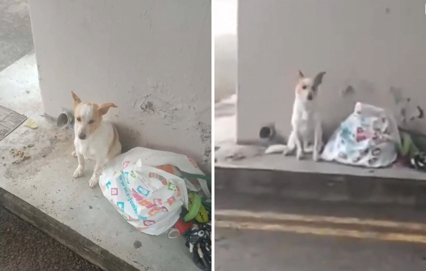 Μόνο οργή! Παράτησαν σκυλάκι σε στάση λεωφορείου στη Λεμεσό με τα παιχνίδια του &#8211; Δείτε το βίντεο