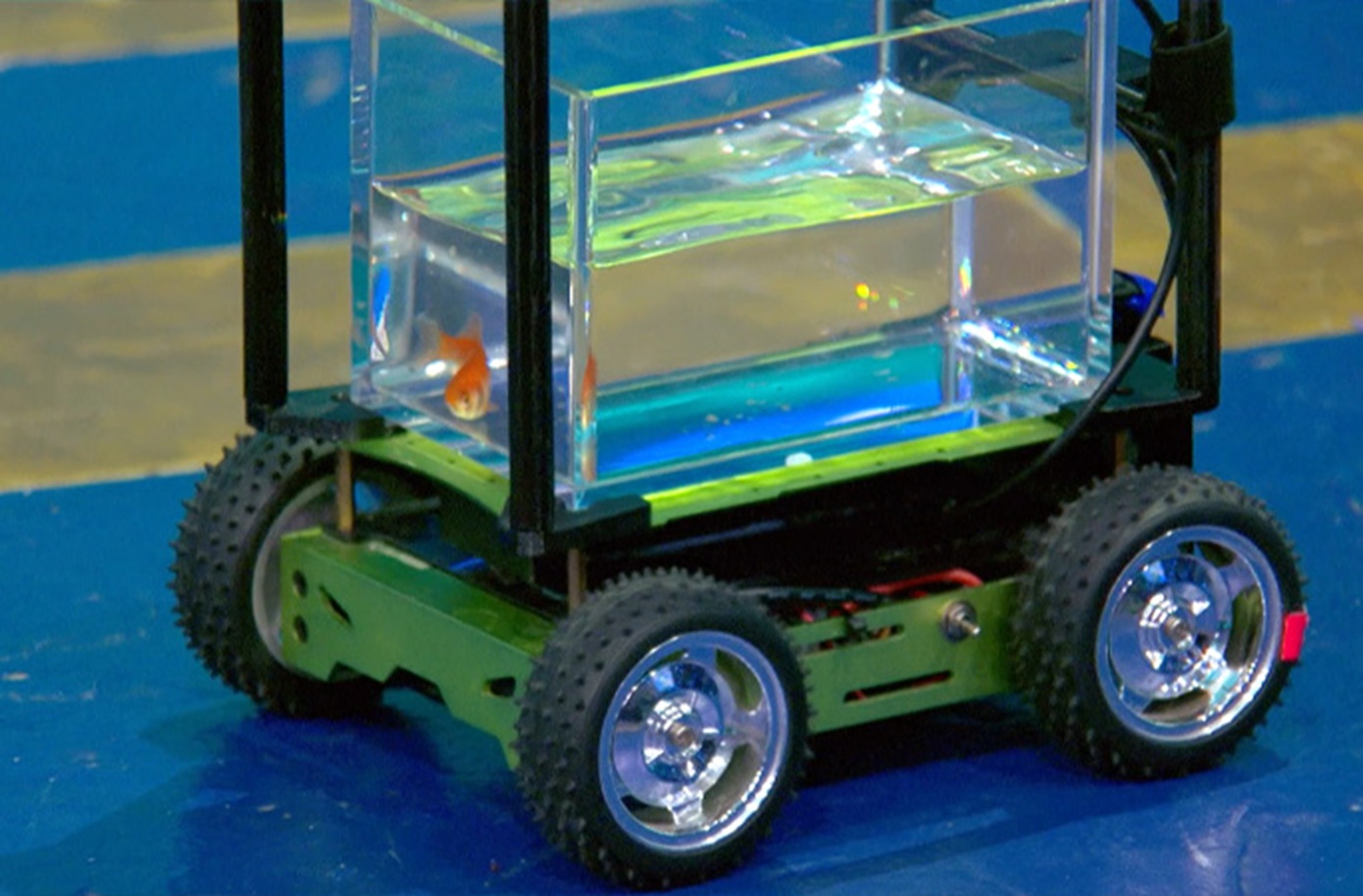 Χρυσόψαρο κατέκτησε ρεκόρ Γκίνες για… οδήγηση