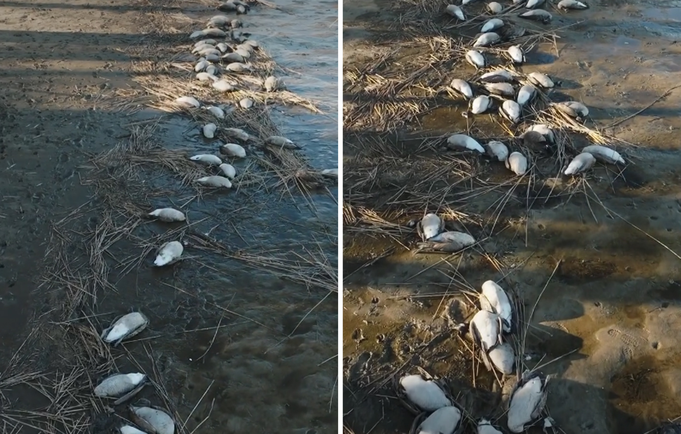 Εκατοντάδες χήνες εντοπίστηκαν νεκρές σε λίμνη στο Λονγκ Άιλαντ &#8211; Εντείνονται οι φόβοι για έξαρση της γρίπης των πτηνών