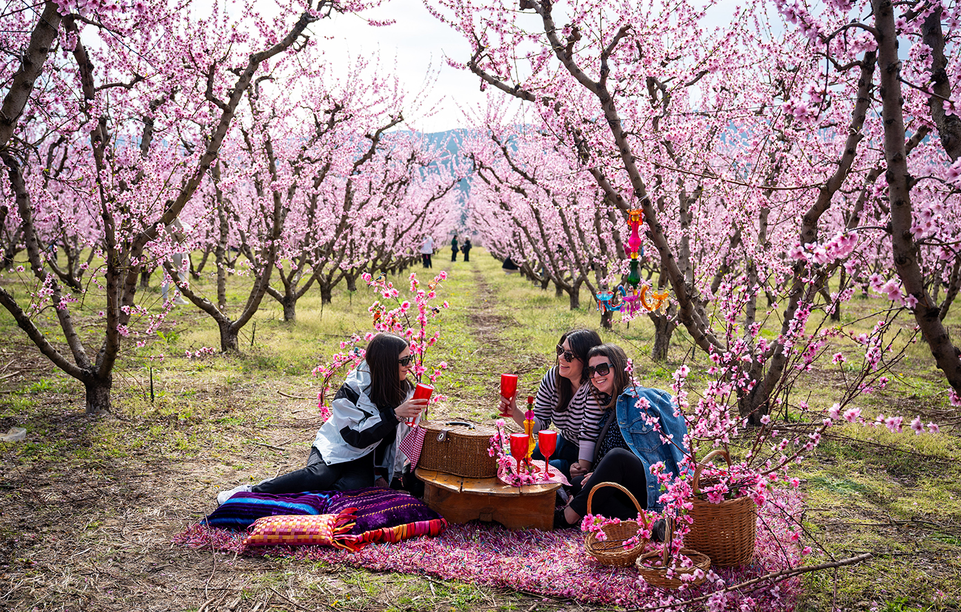 Το «ελληνικό χανάμι», ένα ροζ χαλί απλώνεται στα χωράφια: Χιλιάδες συρρέουν για να θαυμάσουν τις ανθισμένες ροδακινιές