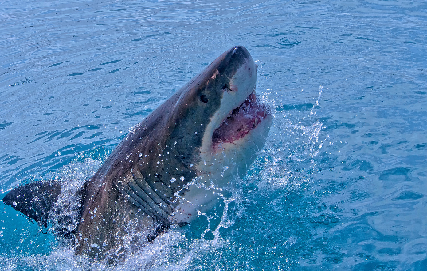 Καρχαρίες δοκιμάζουν «από περιέργεια» κοκαΐνη και τρομοκρατούν τις ακτές της Καραϊβικής