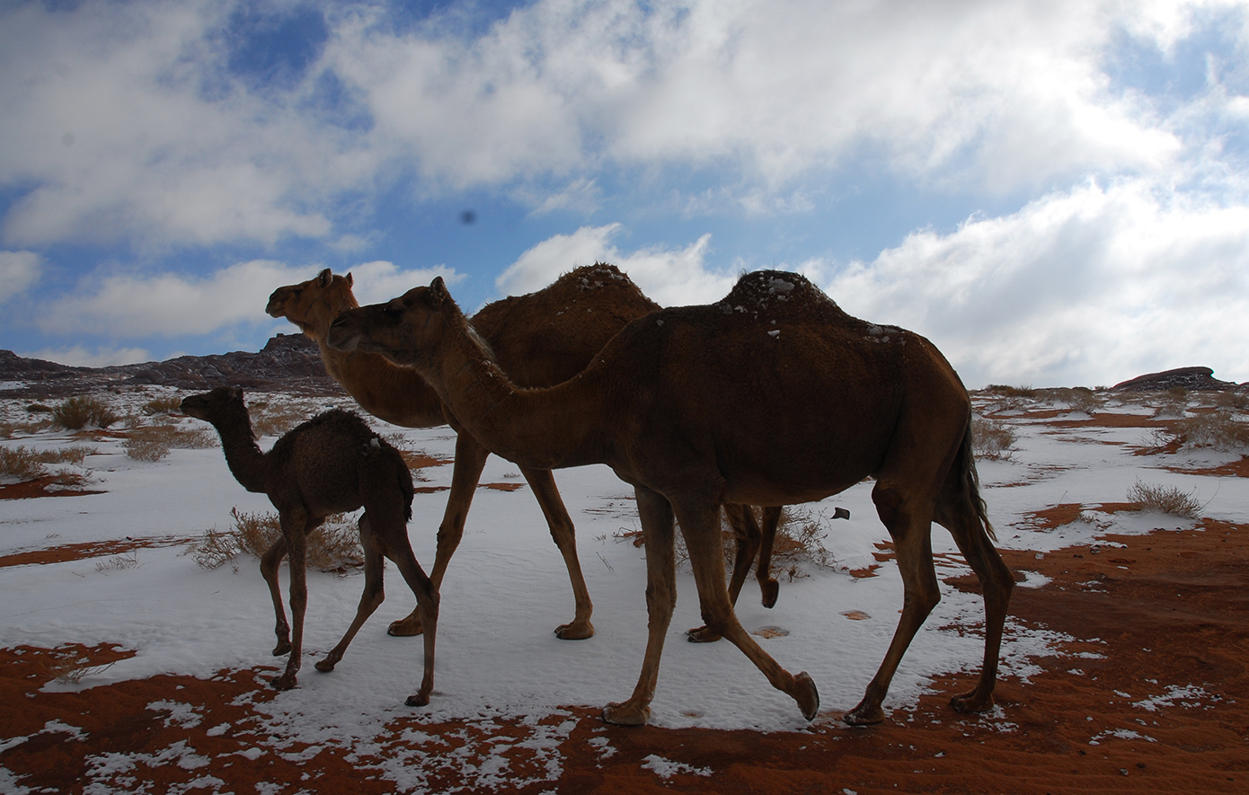 Χιόνι στη Σαχάρα