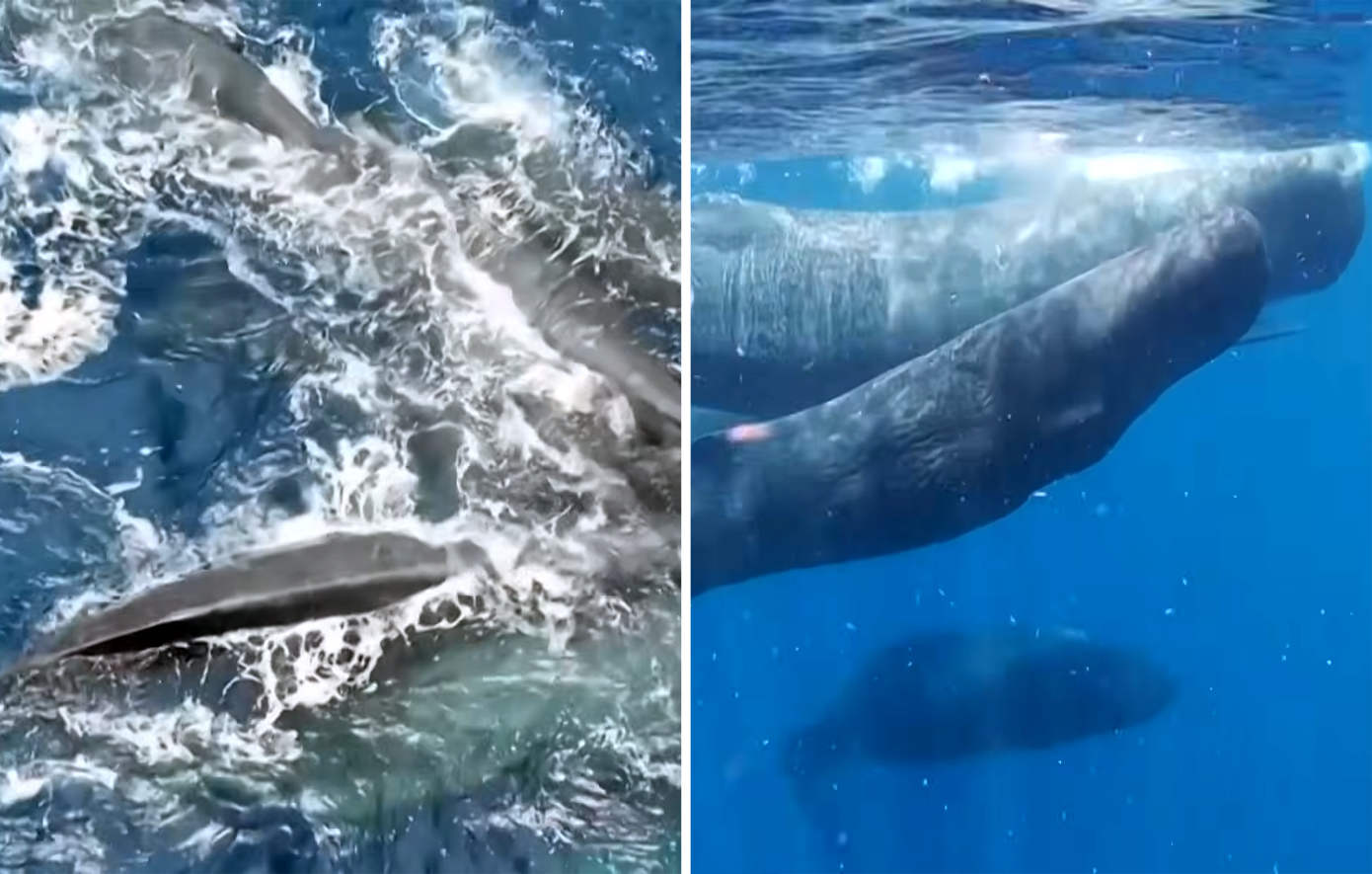 Συγκινητικό βίντεο δείχνει φάλαινες να συνεργάζονται για τον ερχομό νεογέννητου &#8211; «Τα ζώα ενώνονται για να τα καταφέρουν»