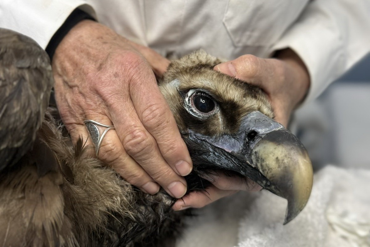 Ο μαυρόγυπας «Ιωάννα» επέστρεψε υγιής στο Εθνικό Πάρκο της Δαδιάς και ανανέωσε την ελπίδα