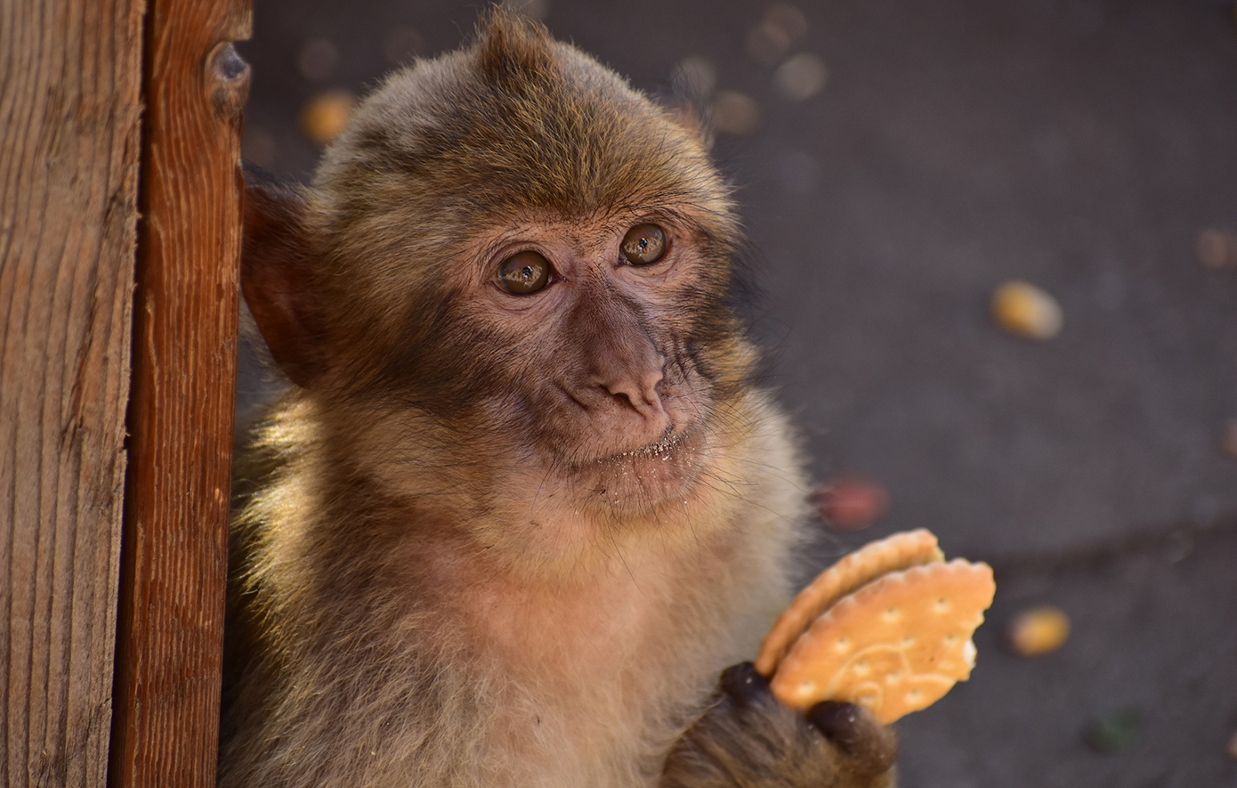 Μαϊμούδες στο Γιβραλτάρ αυτοθεραπεύουν τις στομαχικές τους διαταραχές τρώγοντας χώμα