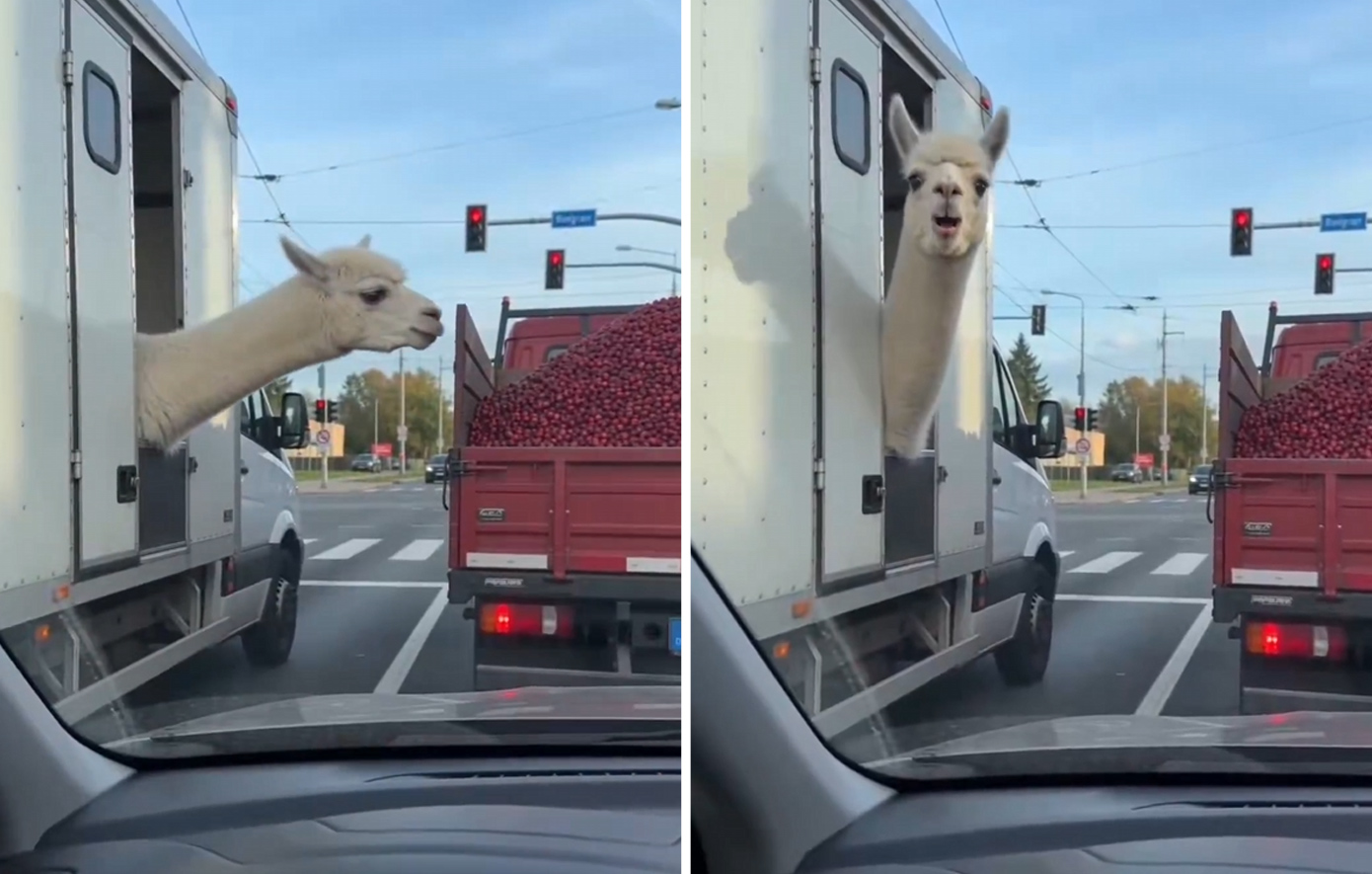 Αυτός είναι ο λόγος που δεν πρέπει να κορνάρετε στους δρόμους &#8211; Το viral σκηνικό με το αλπάκα που φτύνει