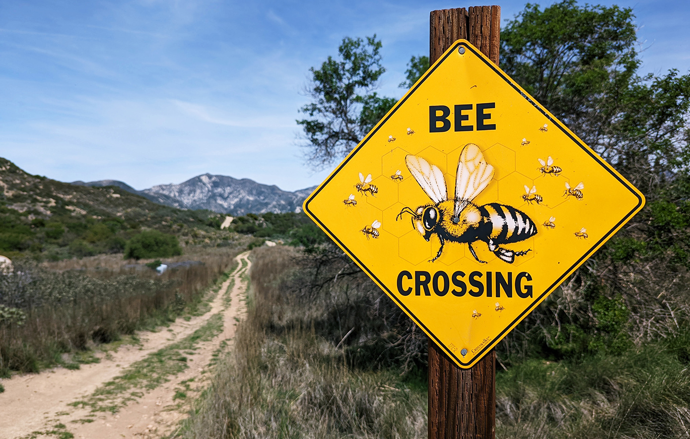 Εφιάλτης στο βουνό: Άγρια επίθεση μελισσών αφήνει άνδρα σε κρίσιμη κατάσταση