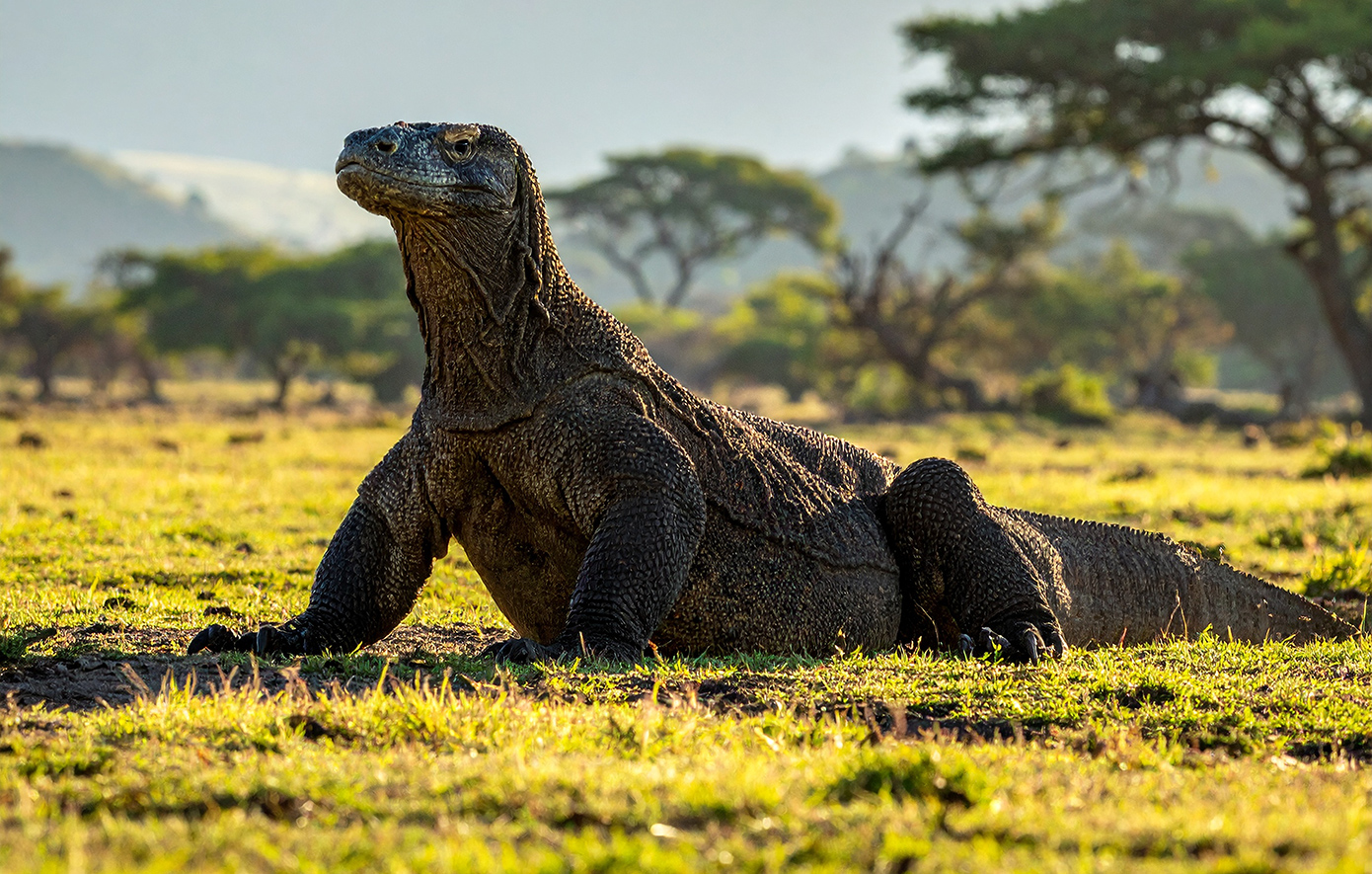 Έξι άτομα συνελήφθησαν για διακίνηση Δράκων του Κομόντο