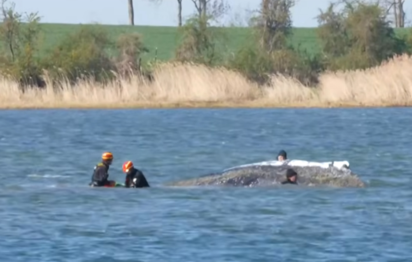 Ο Τίμι στο «ταξίδι της ζωής του»: Η γιγαντιαία επιχείρηση για να γυρίσει η φάλαινα στο σπίτι της