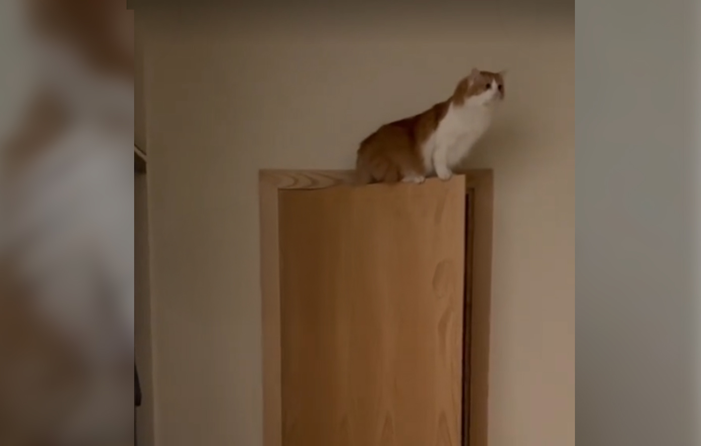 Πλήρωσε 700 ευρώ στον κτηνίατρο για την κουτσή γάτα της και «τρόμαξε» με αυτό που είδε, όταν επέστρεψε σπίτι