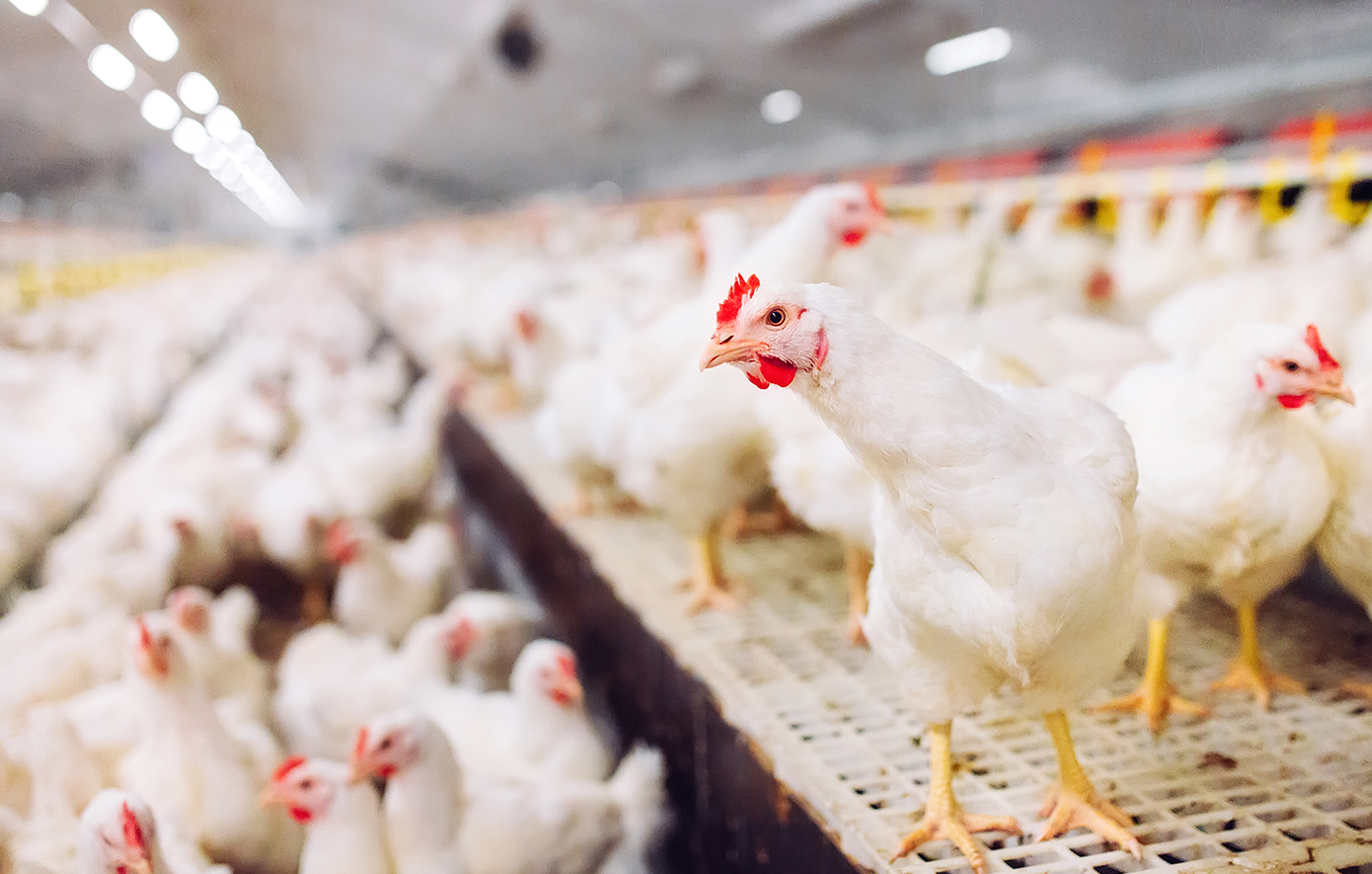 Η μουσική σε γαμήλιο γλέντι σκότωσε 140 κοτόπουλα &#8211; Έρευνα για τον DJ