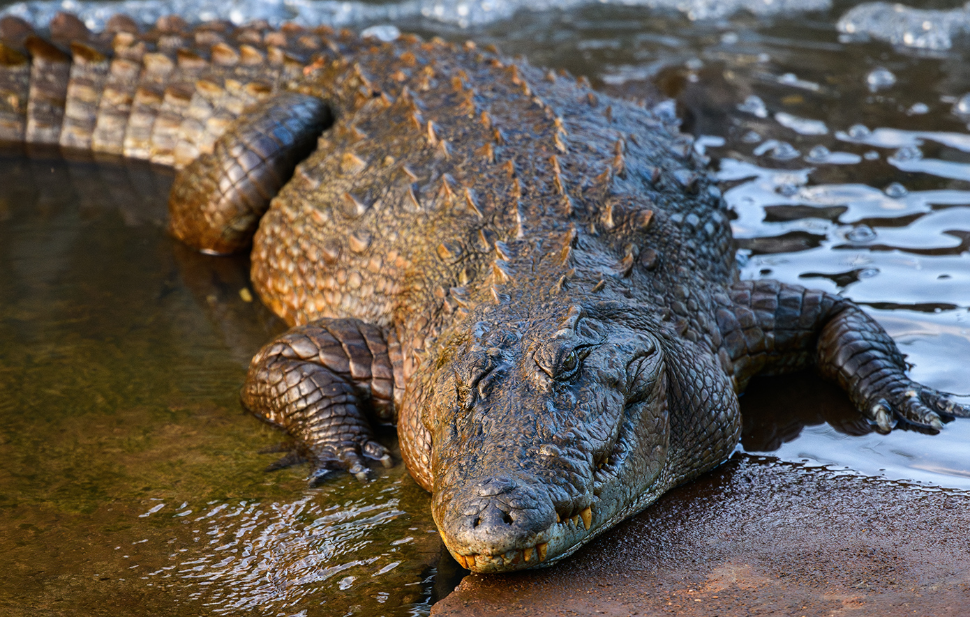 Θρίλερ στη Γαλλία: Ψαράς ανέσυρε δεμένο κροκόδειλο από κανάλι στο Ρουμπέ