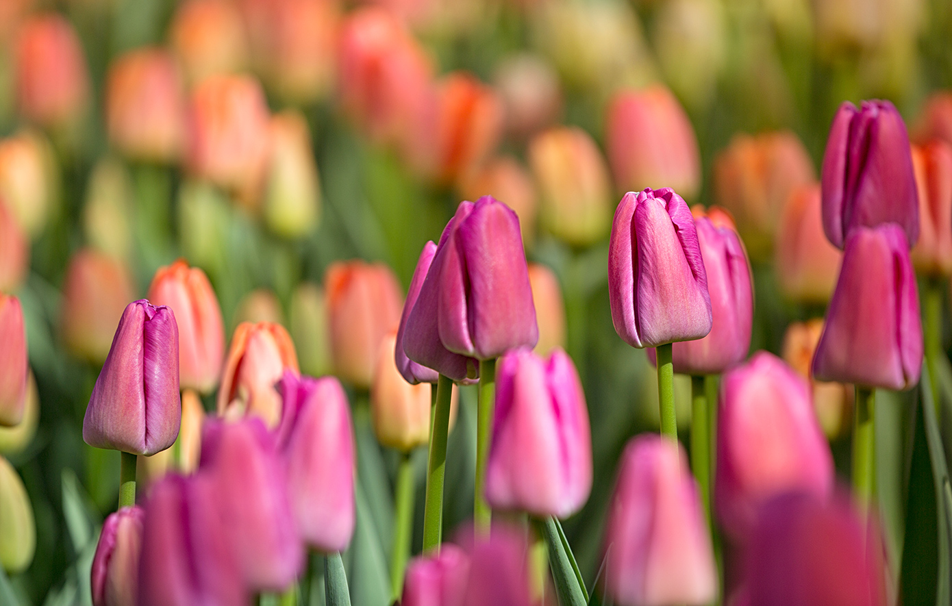 Keukenhof Ολλανδία