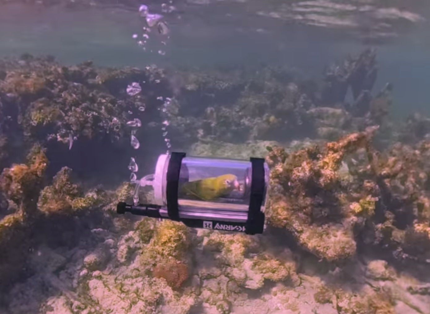 Viral παπαγάλος κάνει κατάδυση με υποβρύχιο – Αντιδράσεις και αποκαλύψεις για το βίντεο με τον «Μπέμπε»