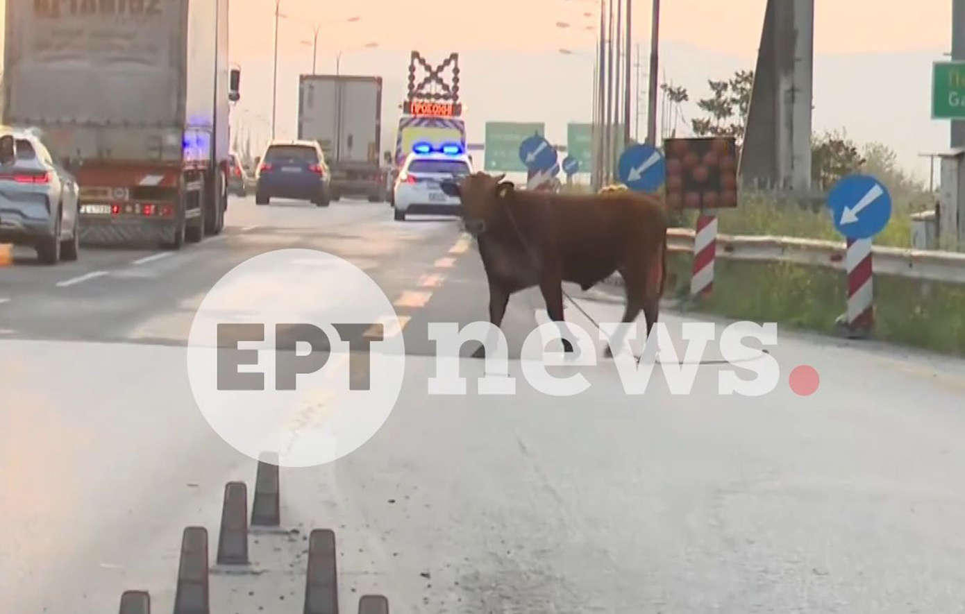 Ανεξέλεγκτη αγελάδα έτρεχε στην Εθνική Οδό της Θεσσαλονίκης και προκάλεσε χάος