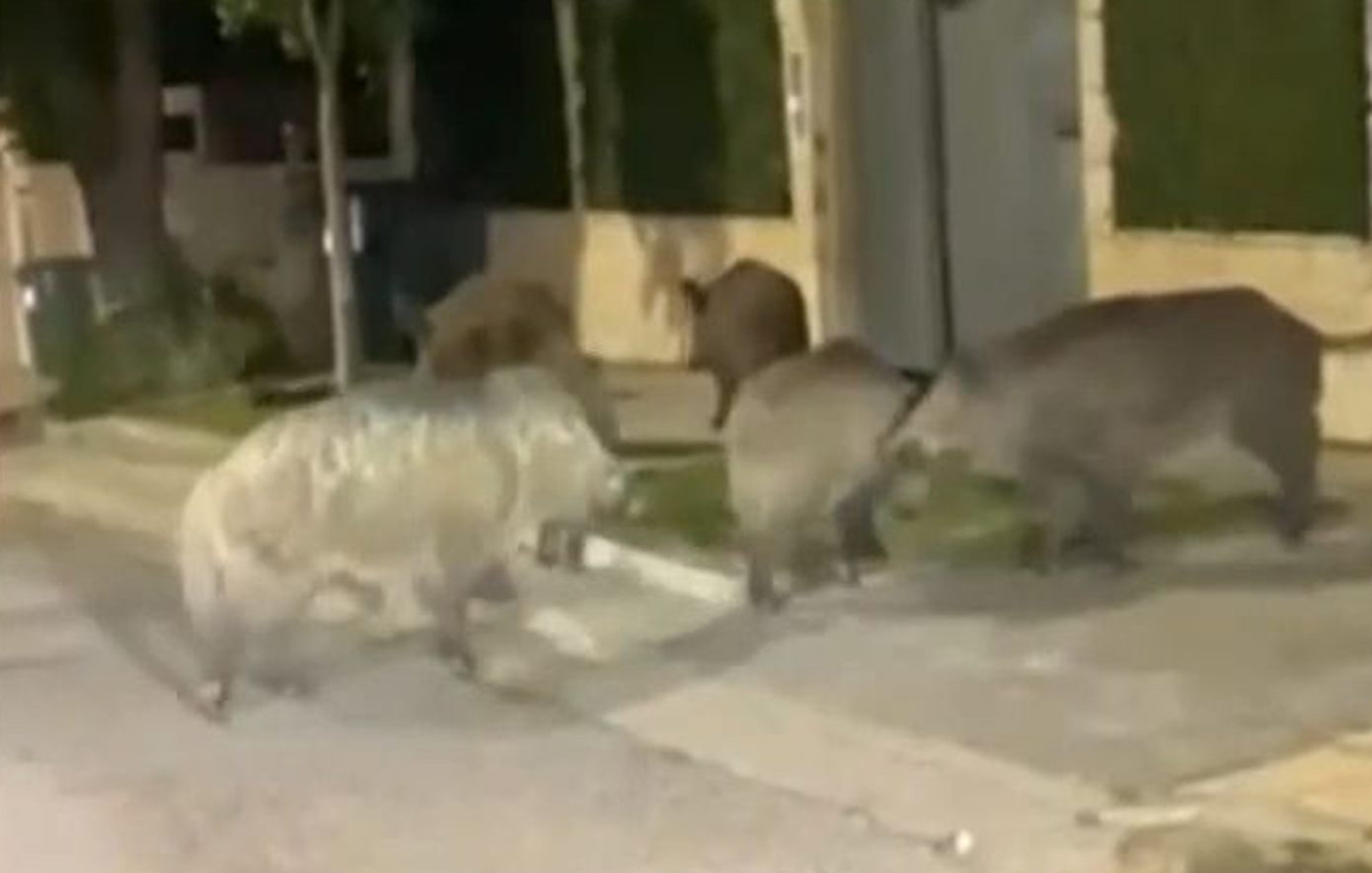 Αγριογούρουνα εθεάθησαν να κάνουν «βόλτα» στην Εκάλη &#8211; «Αυξημένη η παρουσία ειδών της άγριας ζωής κοντά στον άνθρωπο»