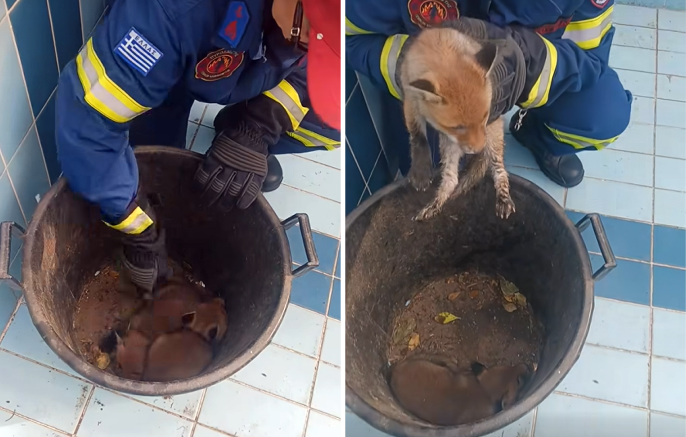 Επιχείρηση διάσωσης στο Πανόραμα Θεσσαλονίκης: Δύο μικρά αλεπουδάκια είχαν εγκλωβιστεί μέσα σε άδεια πισίνα σπιτιού