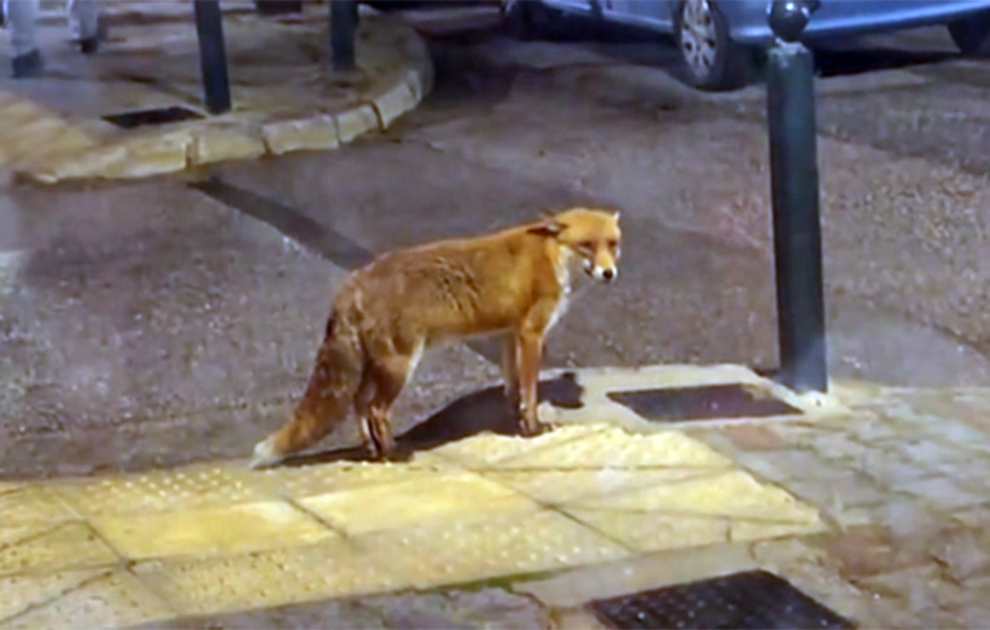 Αλεπουδίτσα πιάστηκε στα πράσα να κάνει βόλτες στη Νέα Ερυθραία