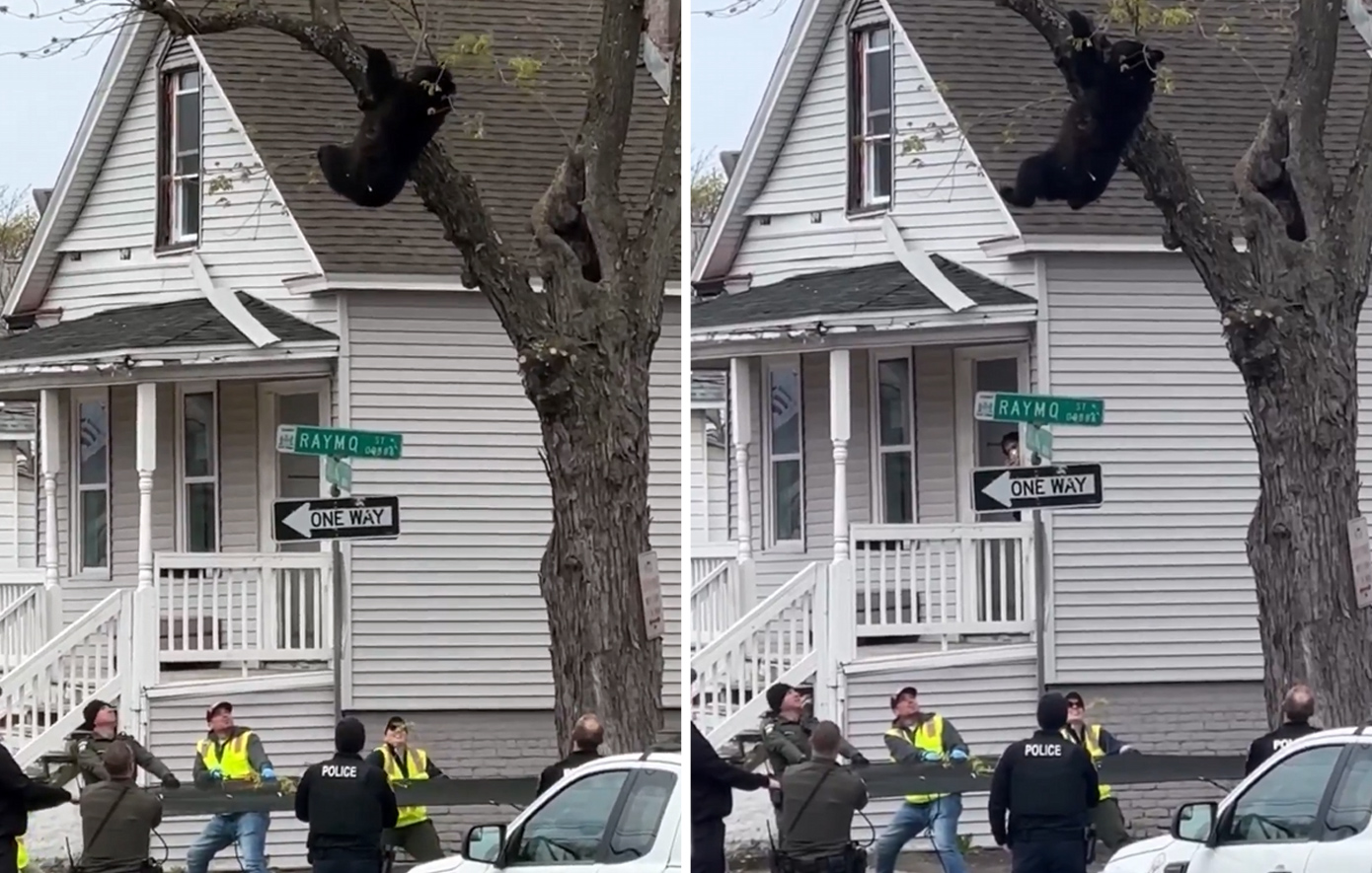 Αρκουδάκι σκαρφάλωσε σε δέντρο στη Νέα Υόρκη και αρνούνταν να κατέβει &#8211; Δείτε βίντεο από την επιχείρηση διάσωσης